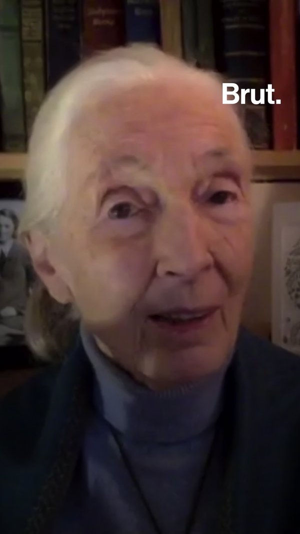 How Jane Goodall changed the way humans see animals