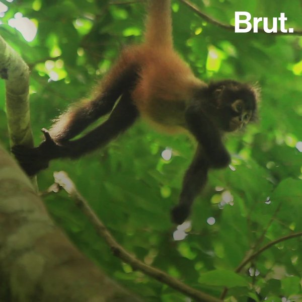 How Spider Monkeys Use Their Tail Brut How Spider Monkeys Use Their Tail Brut
