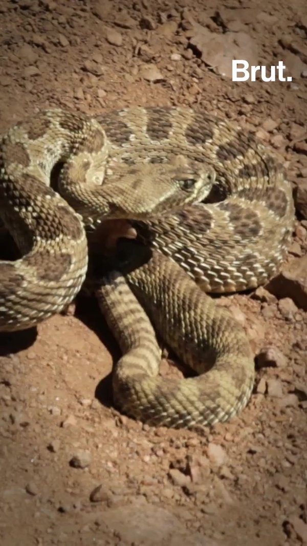 How the rattlesnake make noise? Brut.