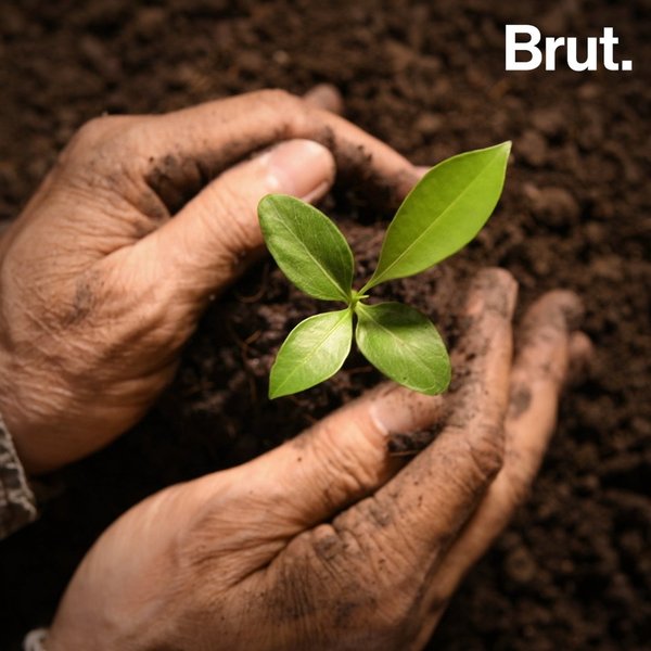 Human Composting: The Eco-Friendly Burial | Brut.