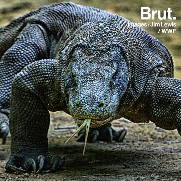 Komodo Dragons Are The World S Largest Lizards Brut   Komodo Dragons Are The World S Largest Lizards3770d97c F5a3 4b17 A3b9 1692bd9d51dd Square 