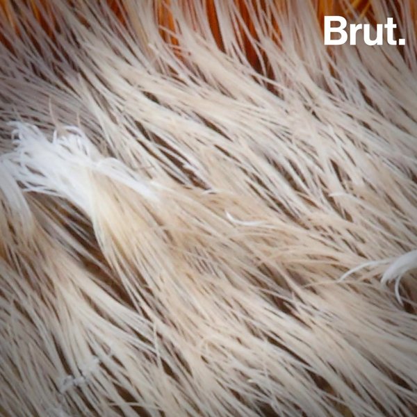 La Chenille Chat Envahit La Floride Brut