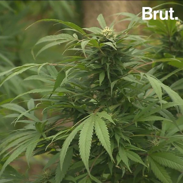 site de rencontre cannabis