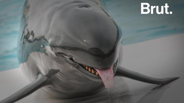 Pas Tout A Fait Orque Pas Vraiment Dauphin La Fausse Orque Intrigue Les Specialistes