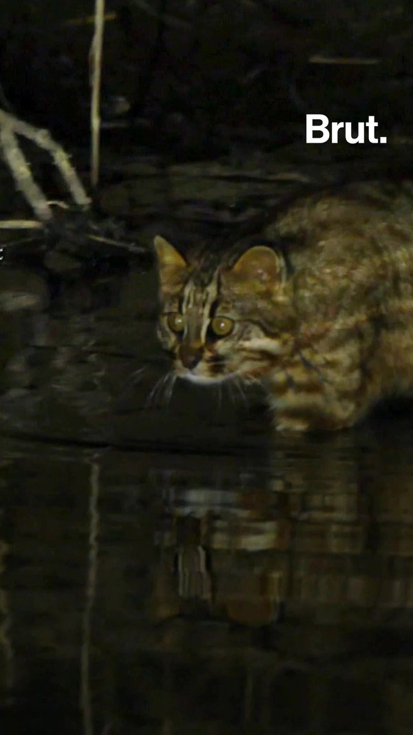 Video Quel Est Ce Chat Qui Adore L Eau Et Qui A Les Pattes Partiellement Palmees Video Quel Est Ce Chat Qui Adore L Eau Et Qui A Les Pattes Partiellement Palmees