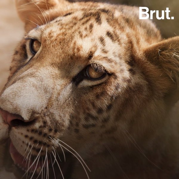 Le Ligre Un Animal Hybride Cree Par L Homme Brut