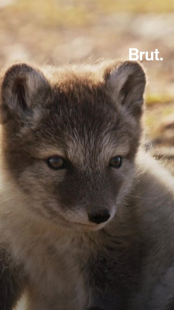 Le Rechauffement Climatique Menace La Chasse Des Renards Polaires Brut