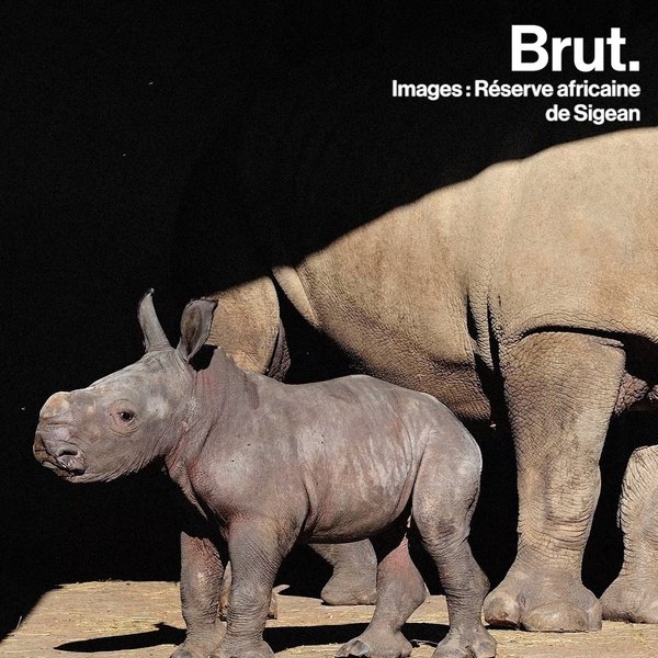 Naissance D Un Bebe Rhinoceros Blanc En France Brut