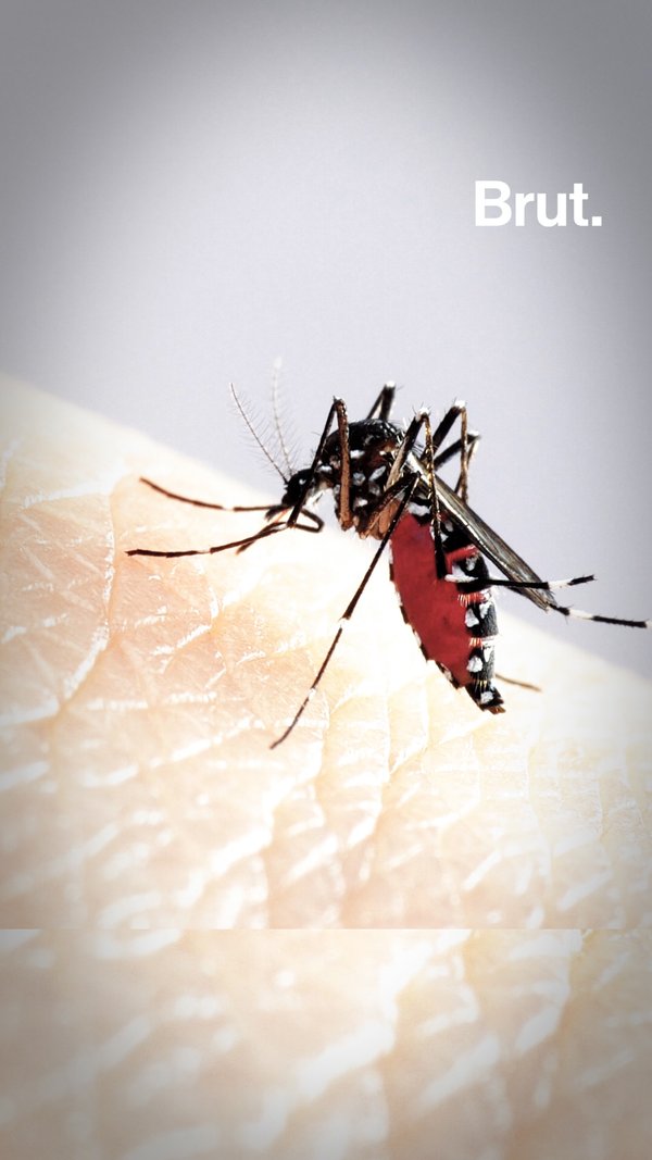 New Study Explains “mosquito Magnets” Brut