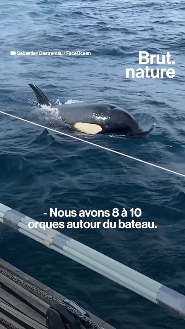 VIDEO. Voici Pourquoi Plus D'orques Attaquent Les Bateaux | Brut.