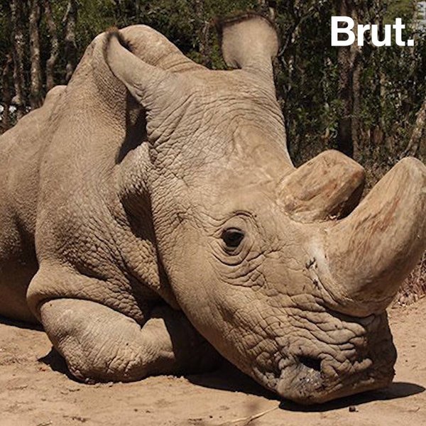 Saving the last male northern white rhino | Brut.