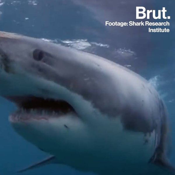 Sharks attacks in California  Brut.