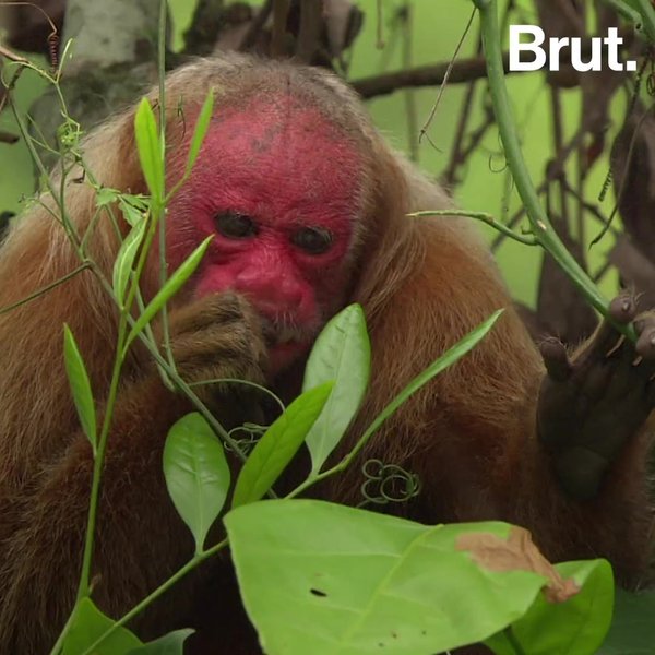 The Big 5 Mass Extinctions On Earth Brut 
