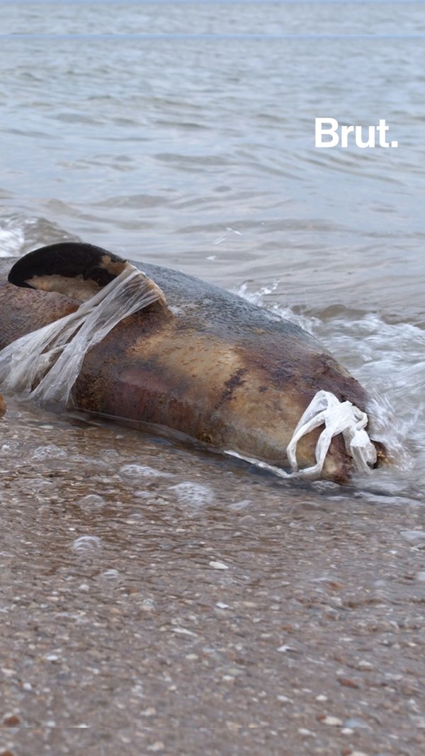 The hidden dangers of plastics pollution for marine animals | Brut.