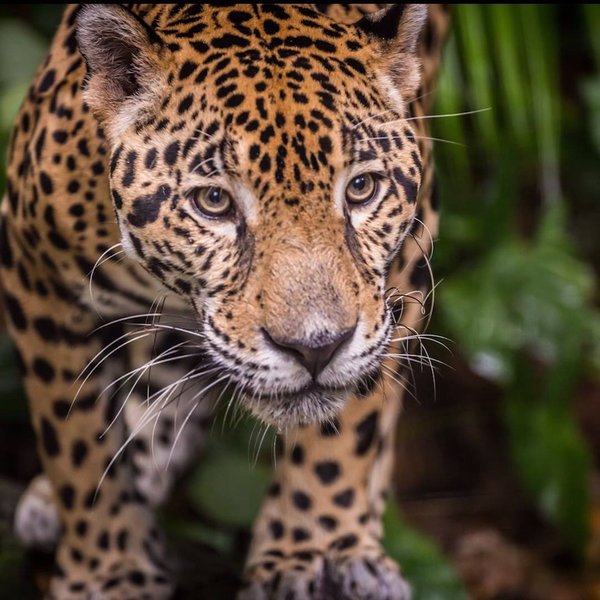 The Jaguar King Of The Jungle According To Maya Brut