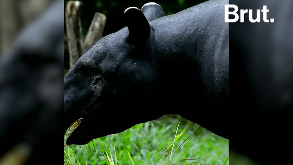 The Largest Tapir In The World Brut