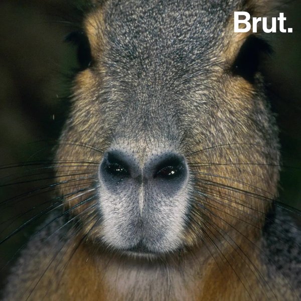 The mara is the third biggest rodent in the world Brut.