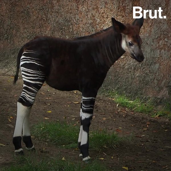 The Okapi Was One Of The Last Large Mammals Discovered Brut