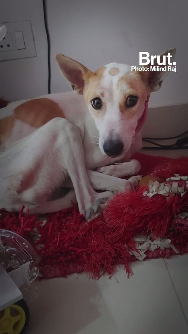 How Do You Get A Scared Stray Dog To Come To You