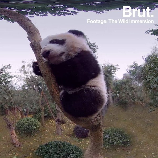 The Wild Immersion VR experience Brut.