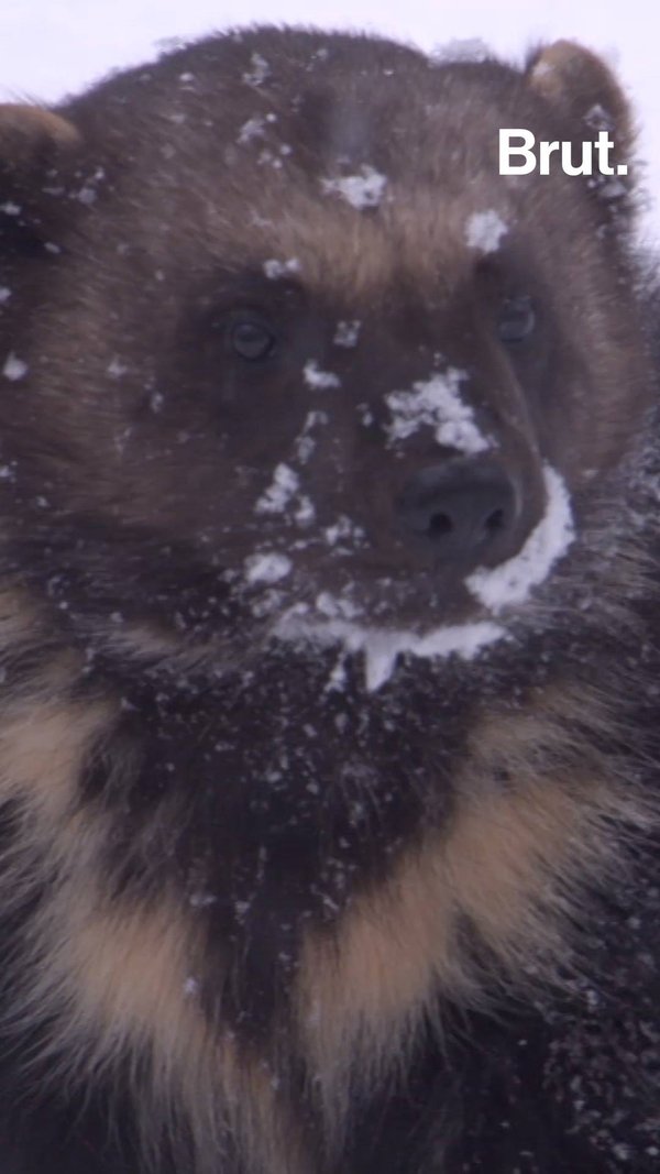 The wolverine is the most ferocious animal of the Far North | Brut.
