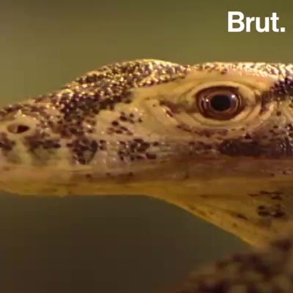These female animals don't need a male to reproduce | Brut.