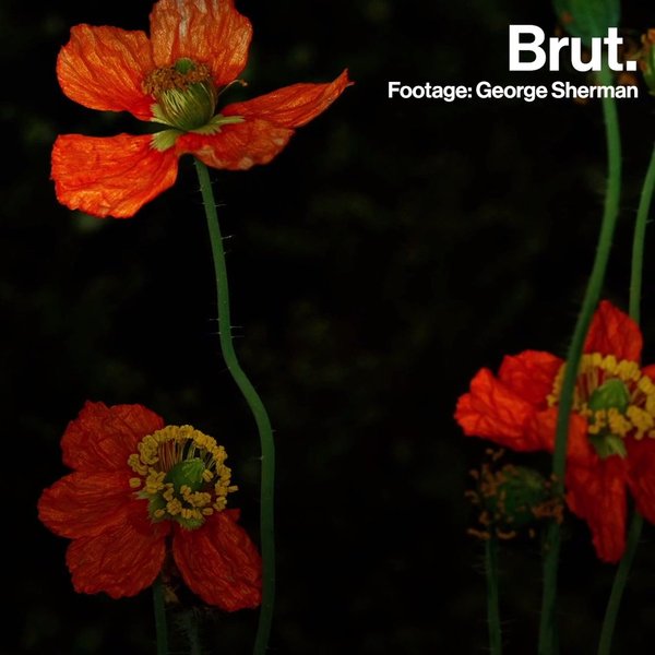 These flowers rise from the ashes Brut.