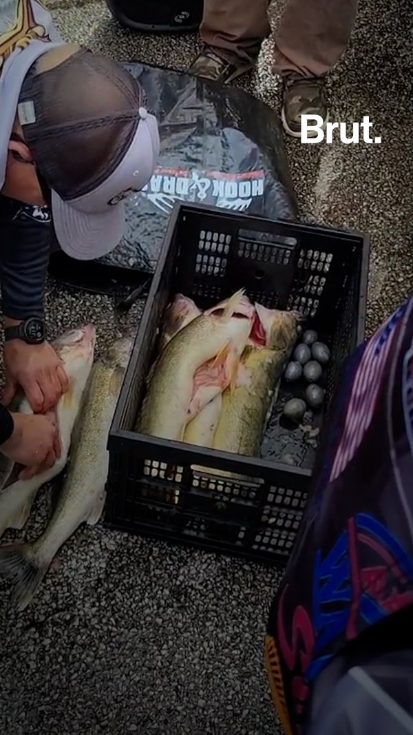 They stuffed their “winning fish” with weights Brut.