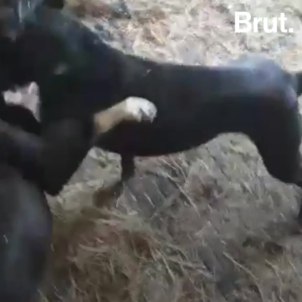 Forced animal sex