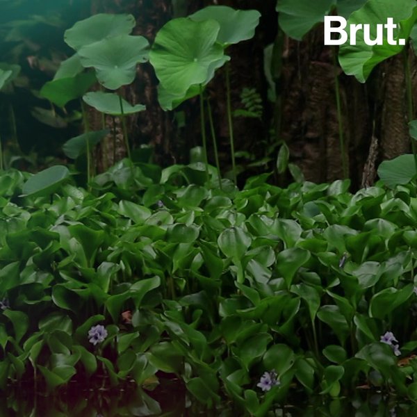 This is one of the most invasive aquatic plants in the world Brut.