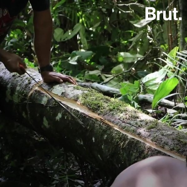 This people makes clothes from tree bark Brut.