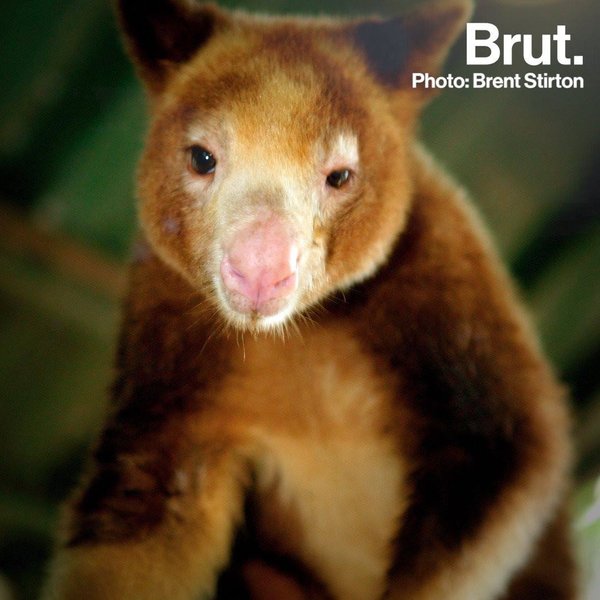 Treekangaroos risk extinction Brut.