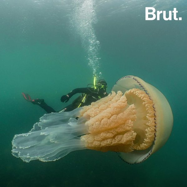 Une Meduse Geante Observee Dans La Manche Brut