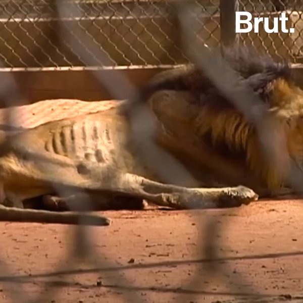 Venezuela zoo animals are being killed to feed other animals Brut.