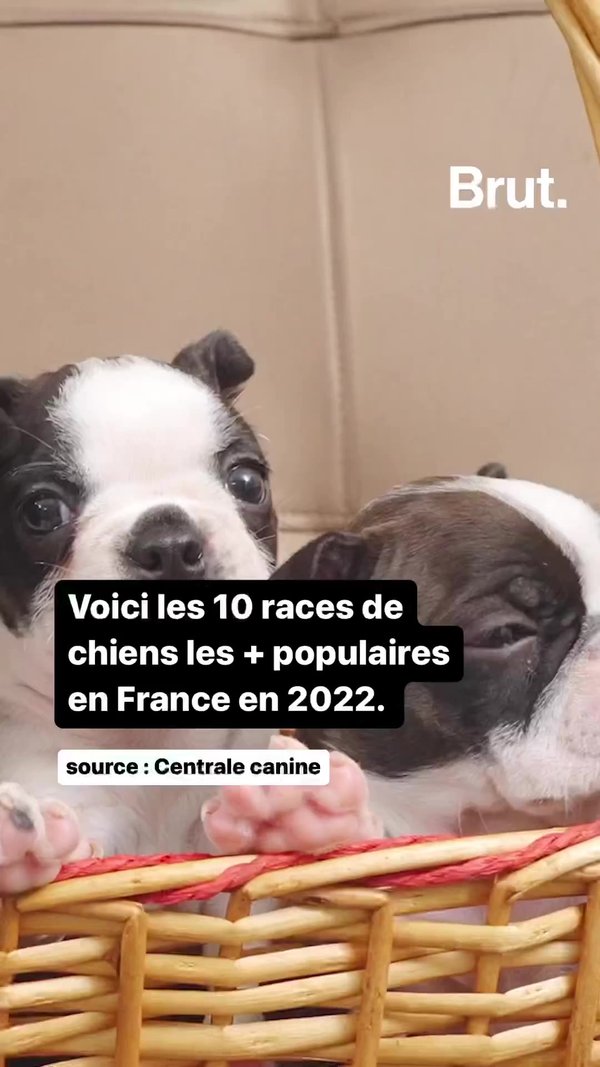 Chien : voici les trois races les plus populaires en France