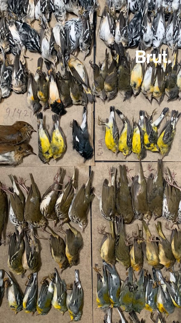 Why Are So Many Birds Dying In New York City? | Brut.