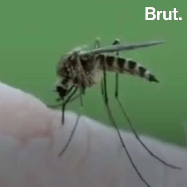 Why do mosquitoes bite? Brut.