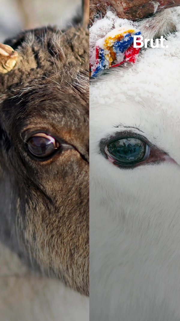 Why reindeer eyes change color over the course of the year | Brut.