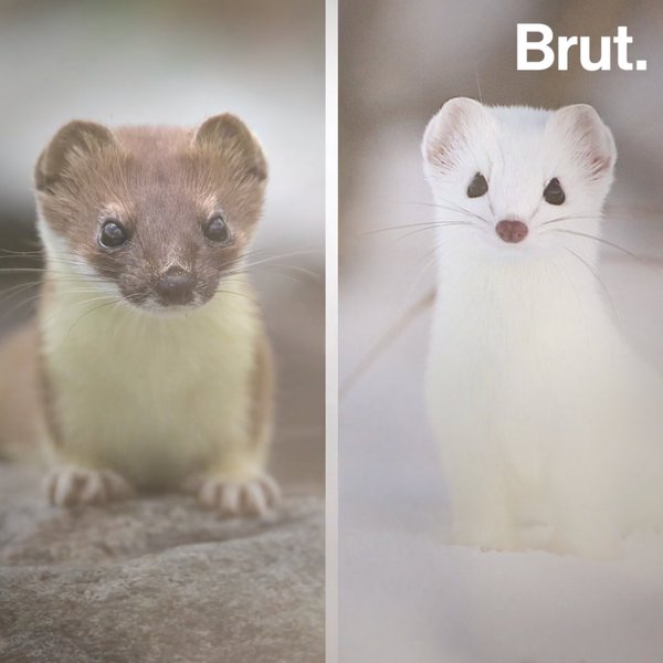 Why some animals change color during fall | Brut.