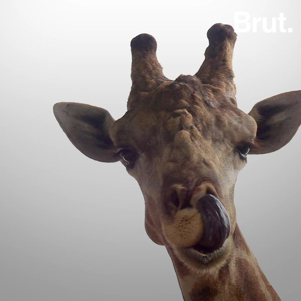 Why Some Animals Have A Blue Tongue Brut