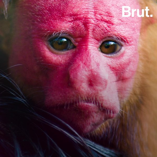 Why the bald uakari has a bright red face | Brut.